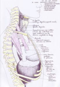 Les ligaments du cœur c'est-à-dire du péricarde-Cours et stages-Yoga-Marseille 5è-Yvette Clouet