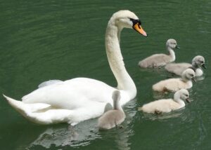 Cygne_tubercule_et_juveniles-Author-Gzen92 Wikimedia