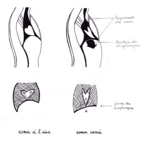 Ligaments du cœur - Cours et stages-Yoga-Marseille 5è-Yvette Clouet