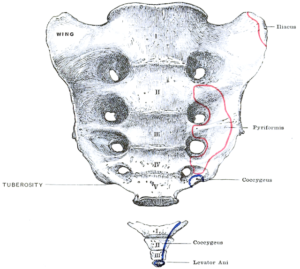 Sacrum et Coccyx, face interne